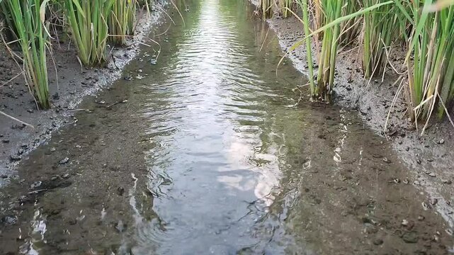 clear water flowing between rice plants, rice leaves blowing in the wind