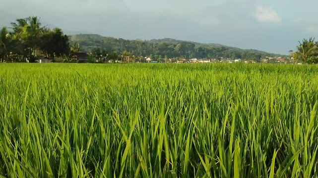 beautiful view of expanse of rice fields, calm and relaxing atmosphere
