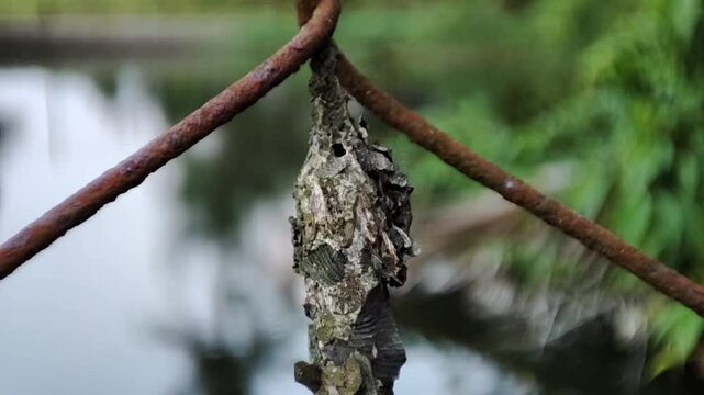 A close-up photo of a sac moth (Psychidae) cocoon hanging from a rusty wire swinging in the breeze.