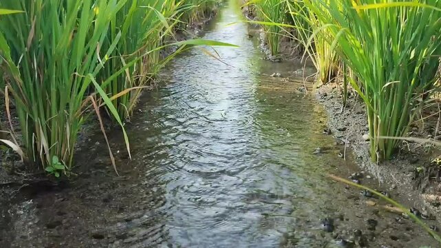clear water flowing between rice plants, rice leaves blowing in the wind