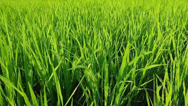 rice plants swaying in the wind