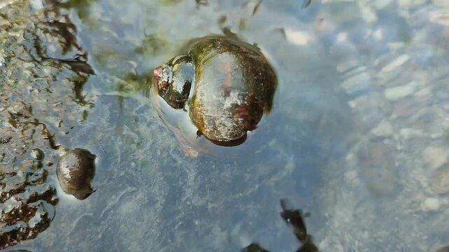 snails moving in shallow, clear water currents, golden snail, timelapse video