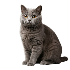 Elegant British Shorthair Cat with a Plush Gray Coat Posing on White Backdrop