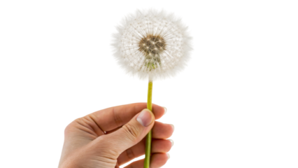 hand with dandelion isolated