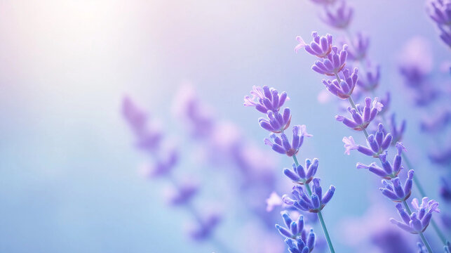 A versatile stock image showing english lavender blooms amidst greenery: purple vervain, catnip, broomrape, lupine, and fernleaf lavender in harmony.