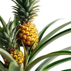 Pineapple Chunks in a Bowl, Fresh and Appetizing on Transparent Background

