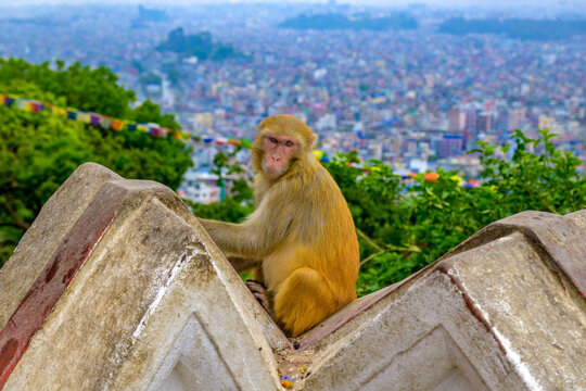 Macacos en el templo de los monos de swayambhunath, en katmand&uacute;, nepal