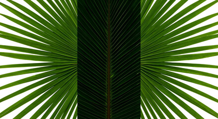 Fototapeta premium Natural Foliage Pack – Realistic Leaf Photography on White and Dark Backgrounds