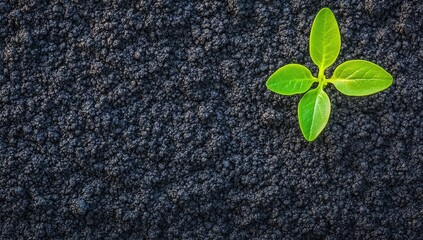 Tiny sprout emerging from dark soil (1)