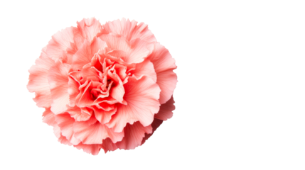 Pink carnation flower with soft petals in a delicate arrangement