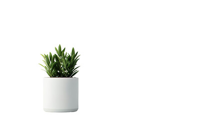 Indoor plant in a modern white pot on a transparent background