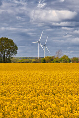 Wind turbines with dramatic sky and canola field on the Swedish countryside in Skane, Sweden