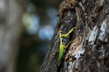Mantis religiosa sobre la corteza de un alamo.