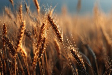 Fototapeta premium Golden wheat field at sunset. Warm light bathes the stalks.