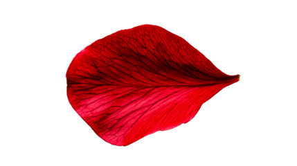 Bright red rose petal with intricate veining on transparent background
