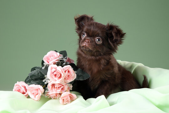 Cute little puppy chihua-hua with roses