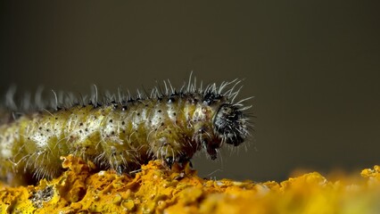 Large White Caterpillar Macro on Orange Lichen