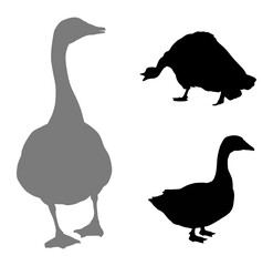 Vector goose. Farm animals