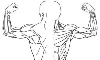 Hand-drawn anatomy drawings of male torso and arms, simple anatomical sketches