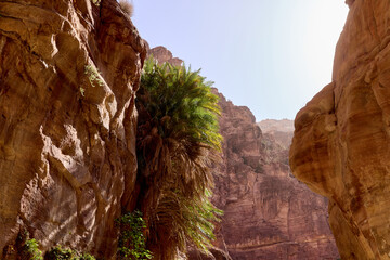 Palm trees growing in Wadi Ghuweir canyon, Jordan. Desert oasis with palm trees reaching toward sunlight between steep sandstone walls, showcasing adaptability of life in desert environments