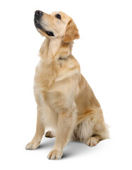 golden retriever full body dog sitting and looking up
