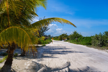 Sandy tropical road lined with palm trees