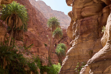 Palm trees and desert vegetation growing in Wadi Ghuweir canyon, Jordan. Natural contrast between lush plants and arid sandstone environment © Artur Nyk