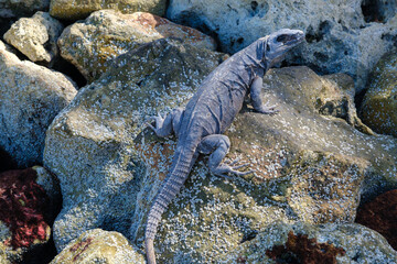 Iguana perched on some rocks in Holbox