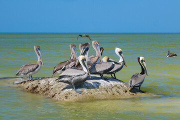Brown pelicans perched on coastal protection structure