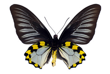 This striking black yellow butterfly Troides hypolitus displays its vivid colors with wings spread...