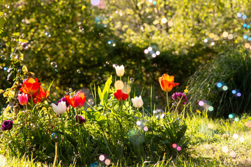 Printemps fond arrière-plan fleuri et tulipe