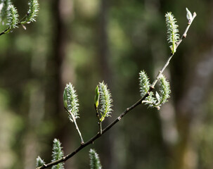 Willow branch with catkins and soft bokeh in spring forest