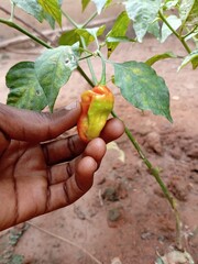 Hand harvesting pepper on plant. Pepper plant at backyard garden. Ripening stage of pepper.