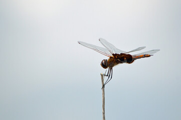 A black saddlebag dragonfly, facing left, perched on a thin blade of seagrass at Ponce Inlet Beach, Florida