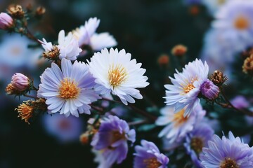 white and purple asters, with an aesthetic, pastel color palette, close-up composition 