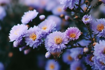 white and purple asters, with an aesthetic, pastel color palette, close-up composition 