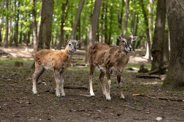 Two young wild animals standing together in a lush green forest, showcasing their natural habitat and playful interaction in the wilderness