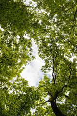 Lush green tree canopy viewed from below, showcasing vibrant leaves and a glimpse of the sky, creating a serene natural atmosphere