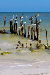 Brown Pelicans on Holbox Shoreline