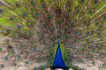 Vibrant peacock displaying its colorful plumage with intricate patterns and textures, showcasing...