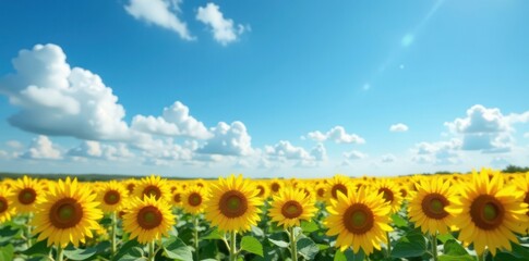 Serene expanse of sunflowers under a flawless blue sky , vibrant, rural, sunny