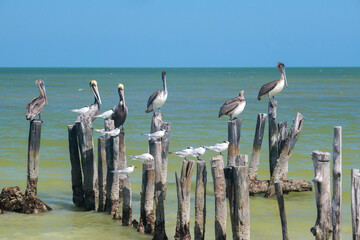 Brown Pelicans on Holbox Shoreline