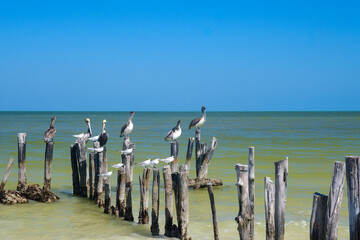Brown Pelicans on Holbox Shoreline