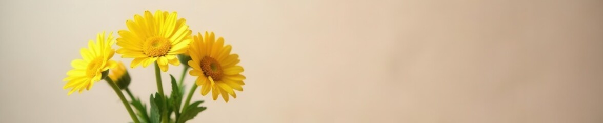 Several cheerful daisies in a simple glass vase , white, fresh, yellow