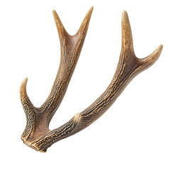 Pet Safe Antler Chew Toy Natural Browns and Durable Isolated on Transparent Background