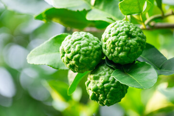 Fototapeta premium Bergamot, Fresh green bergamot fruit hanging from branch. bergamot tree garden and healthy food concept, group of bergamot,Bergamot medicinal plants with many