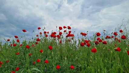 landscape photos from nature. red poppy photos.