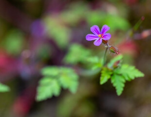 Delicate purple flower blooms amidst vibrant green foliage in a tranquil garden setting during springtime