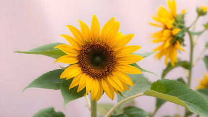 Obraz premium Realistic sunflower with vibrant yellow petals and green leaves on soft background