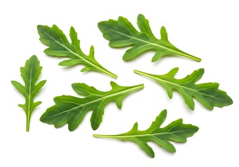 Obraz premium A close up studio shot of several fresh arugula leaves isolated on a plain white background surface